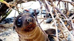 It can be easy to get jaded in our see-it-all, do-it-all, have-it-all world. The Galapagos Islands are a reminder of what life once was, what life in some places still is, and what always should be—wild.